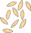 illustration of cumin seeds